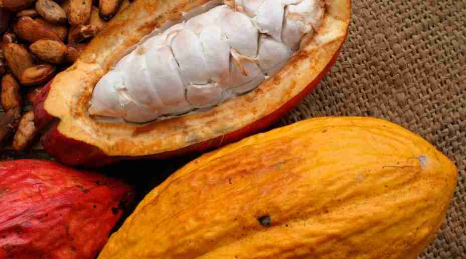 Venezuelan Cacao, fun facts about Venezuela