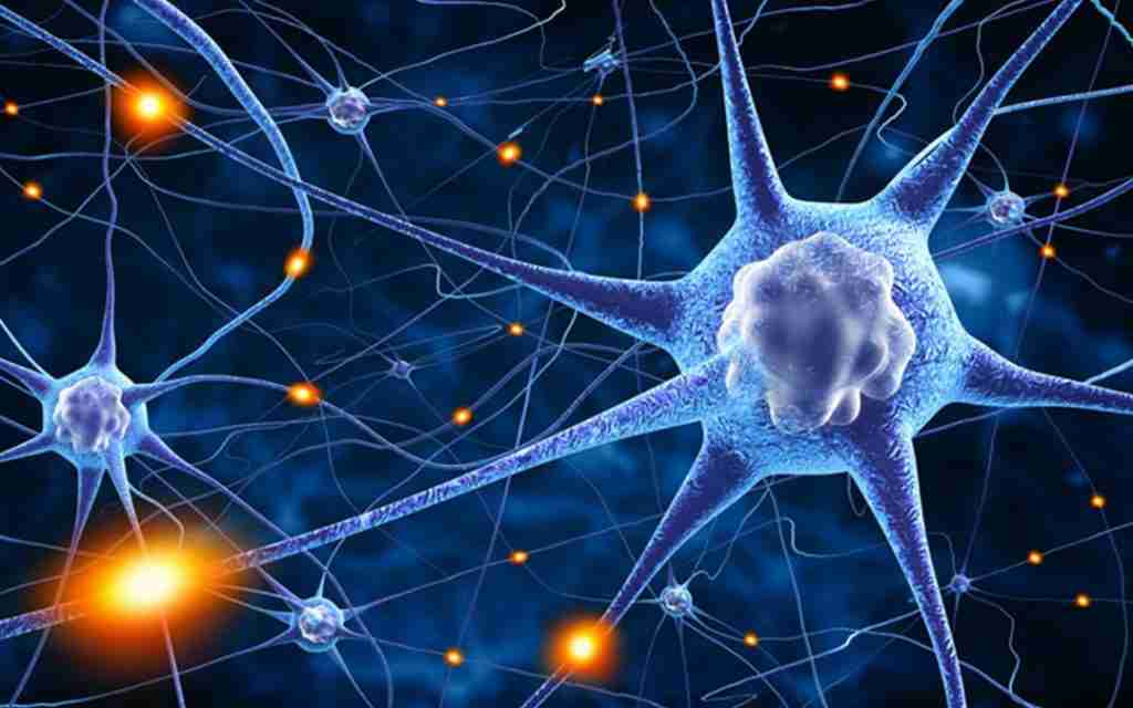 Neuroplasticity, fun facts about nervous system
