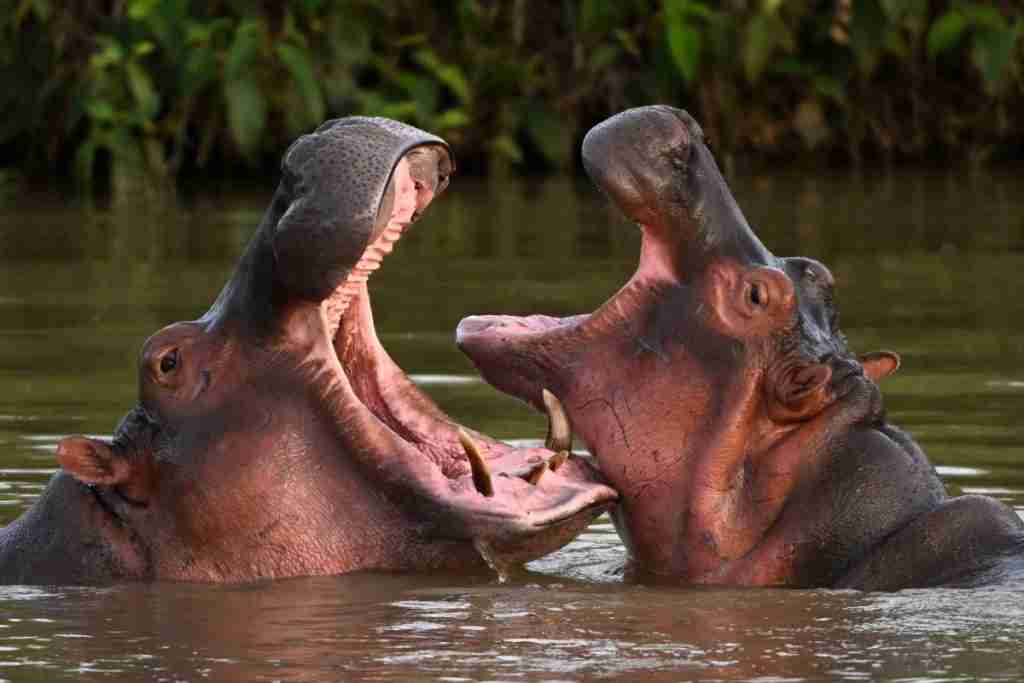 fun facts about hippos