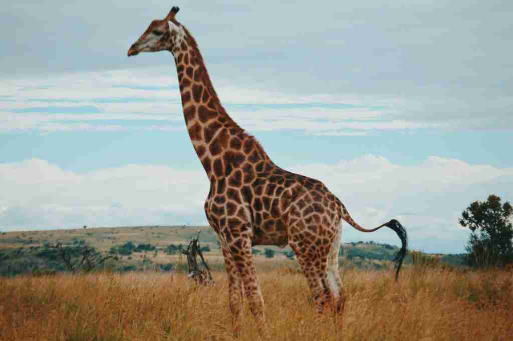 giraffe, fun facts about giraffes