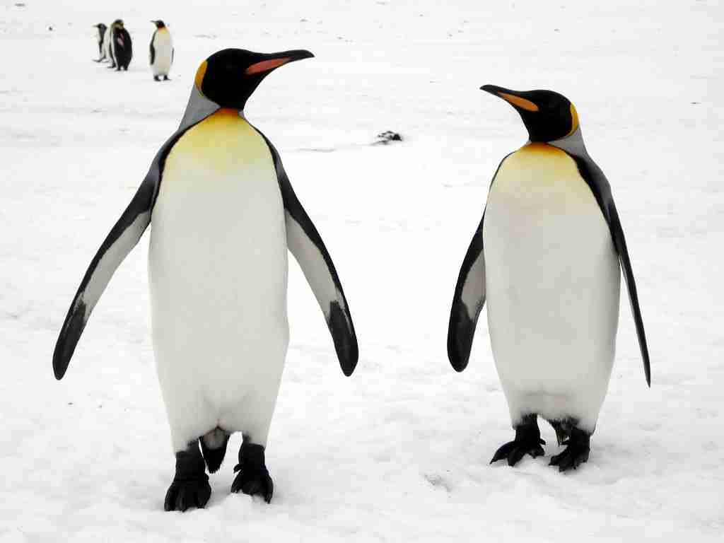 Penguin and clean water