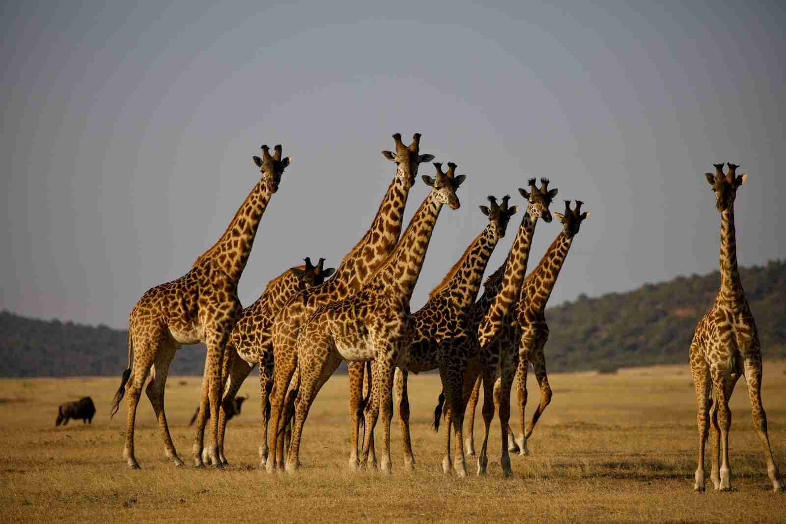 fun facts about giraffes