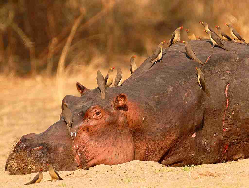 fun facts about hippos