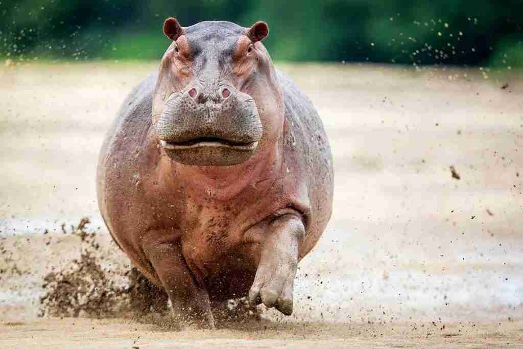 a charging hippo, fun facts about hippos