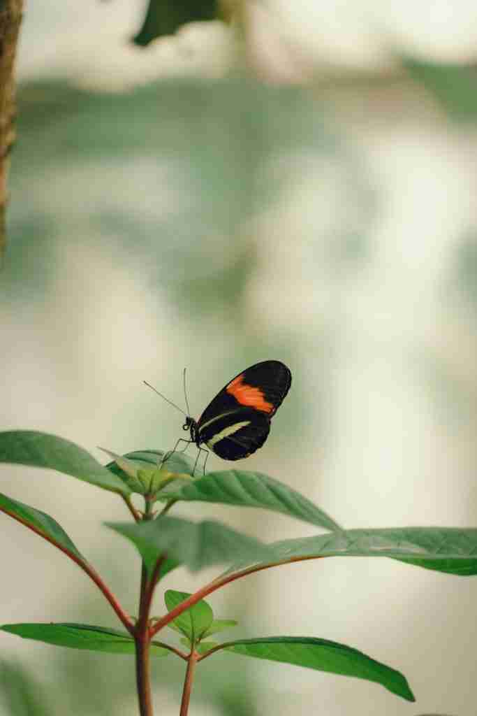 a butterfly on a leaf : Fun Facts About Life