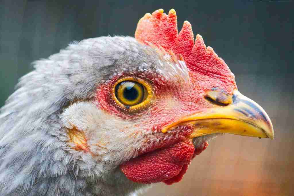 a close up of a rooster's face with a blurry background