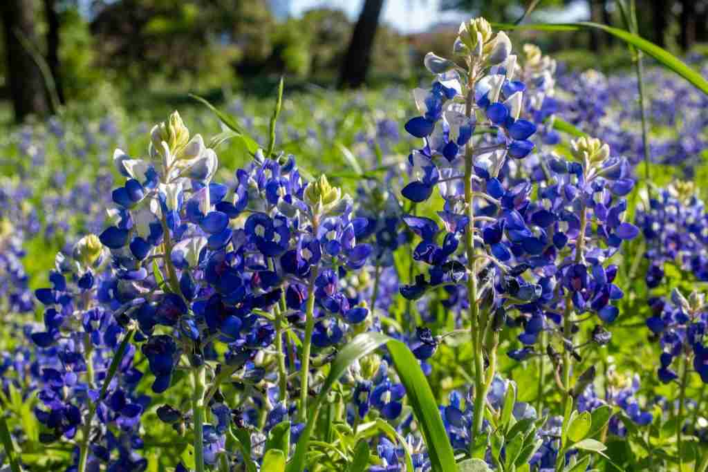 purple flowers on green grass field during daytime.