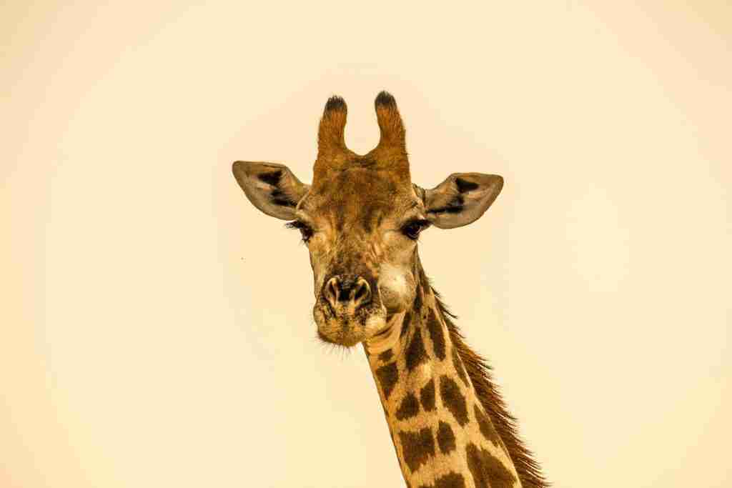 fun facts about giraffes