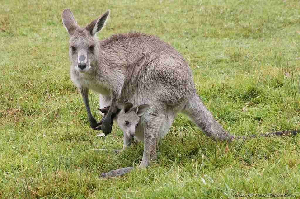 fun facts about Kangaroos