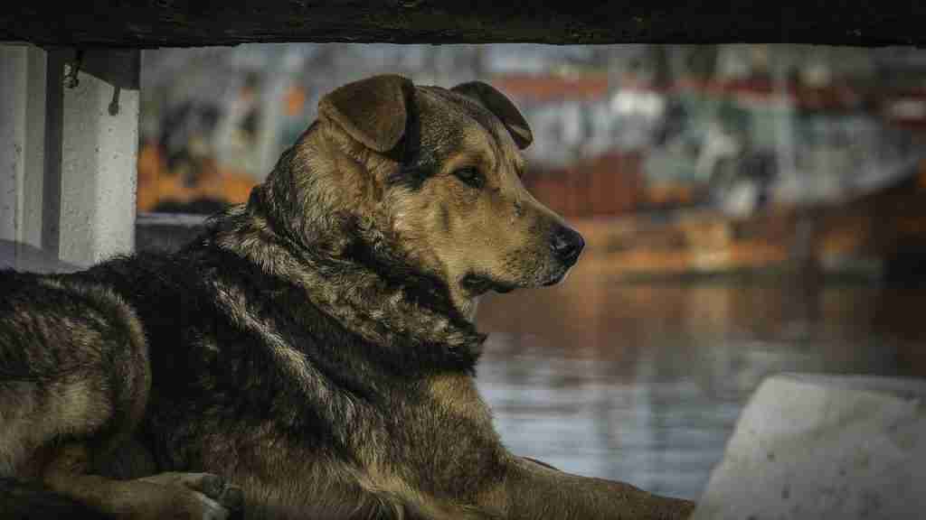 dog, boat, port: fun facts about earthquakes