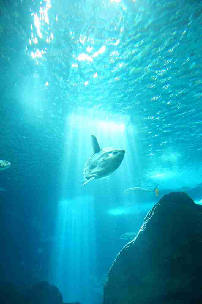 sunfish: fun facts about fish