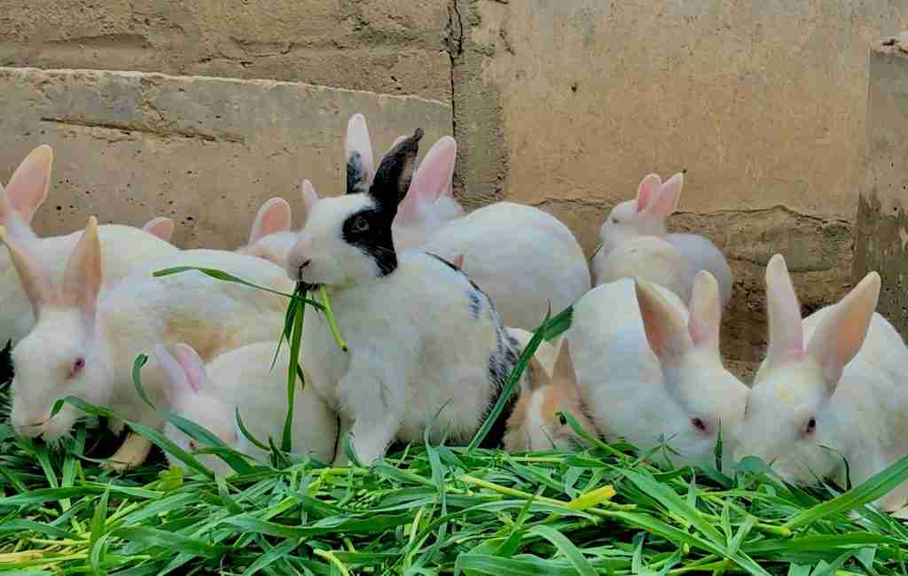 fun facts about rabbits