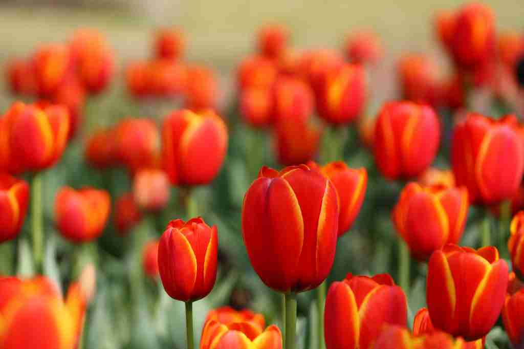 Tulips: fun facts about Netherlands