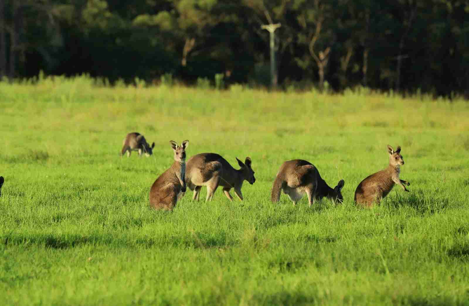 fun facts about Kangaroos