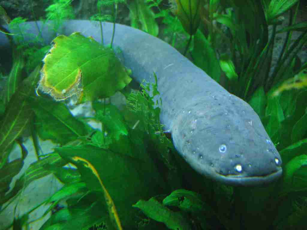 Electric eels