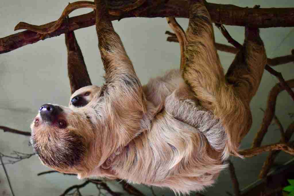 a sloth, fun facts about sloths