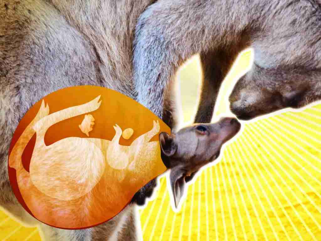 fun facts about Kangaroos