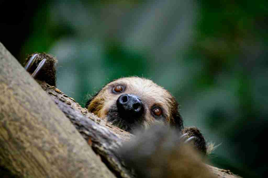 fun facts about sloths