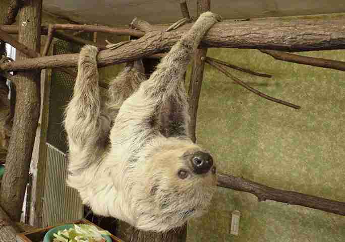 fun facts about sloths