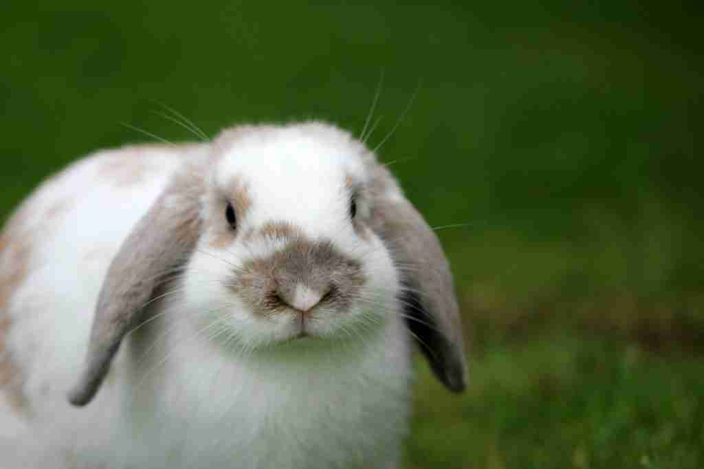 rabbits ears, fun facts about rabbits