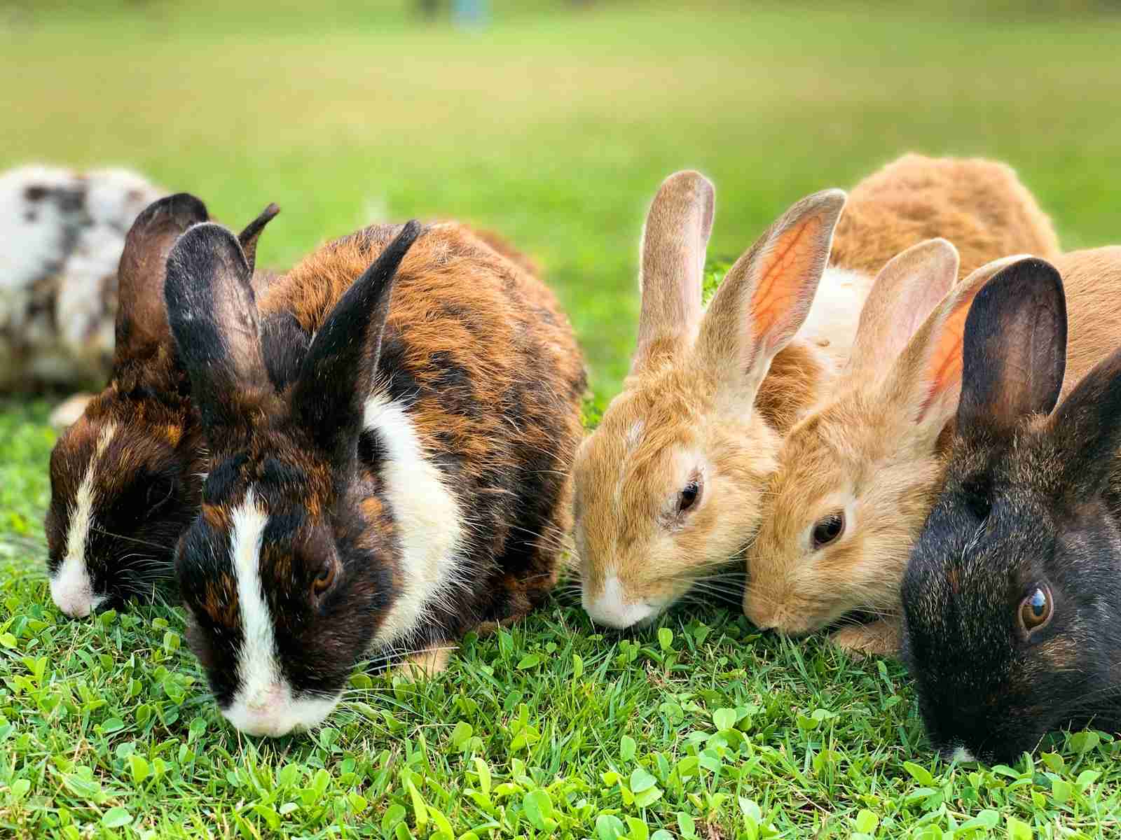 rabbits, fun facts about rabbits