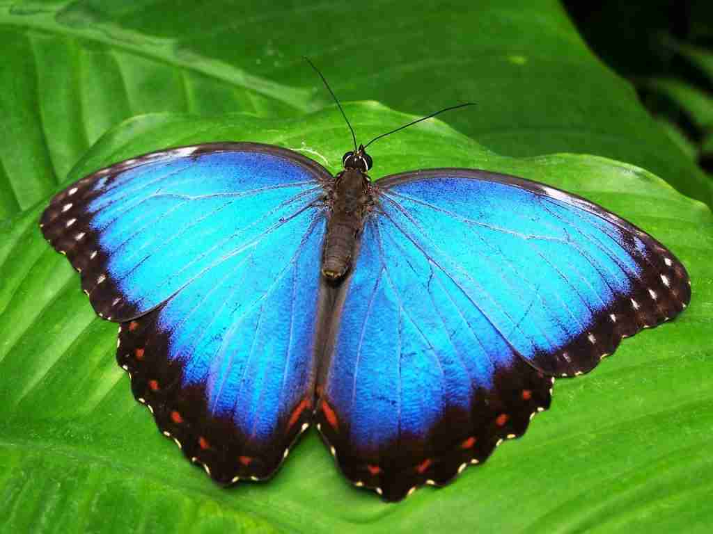 butterfly, insect, animal : Fun Facts About Costa Rica