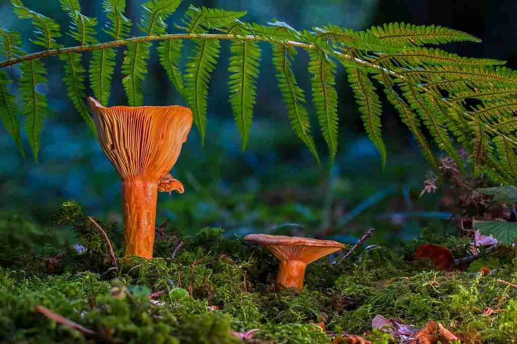 mushrooms, ferns, moss