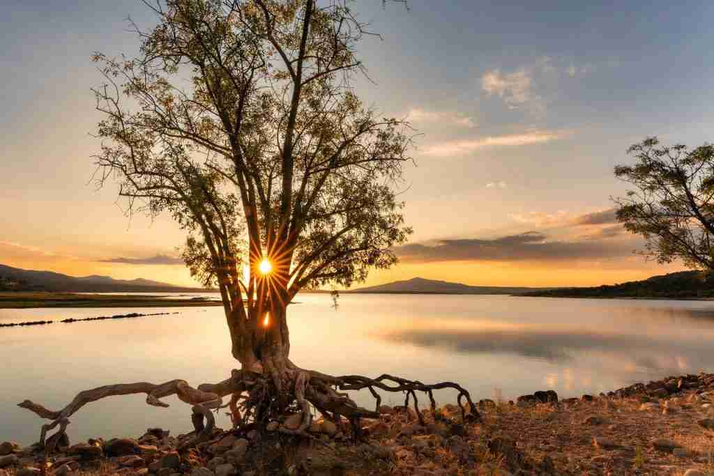 tree, sunrise, sun