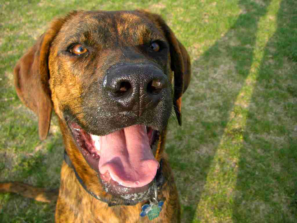 Plott Hound