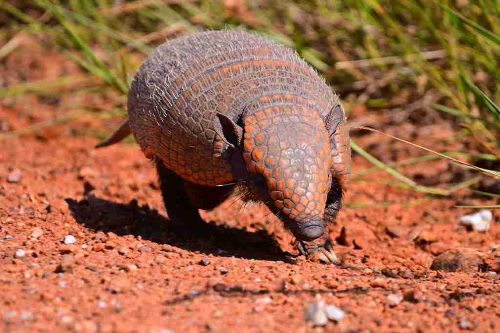 A brown and black armadillo walking across a dirt field. Fun facts about armadillos: They're expert diggers, crafting elaborate burrows for shelter and protection.