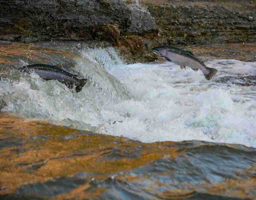 Colorful flash on a gray fish (rainbow trout) in daytime water. Discover facts about rainbow trout.