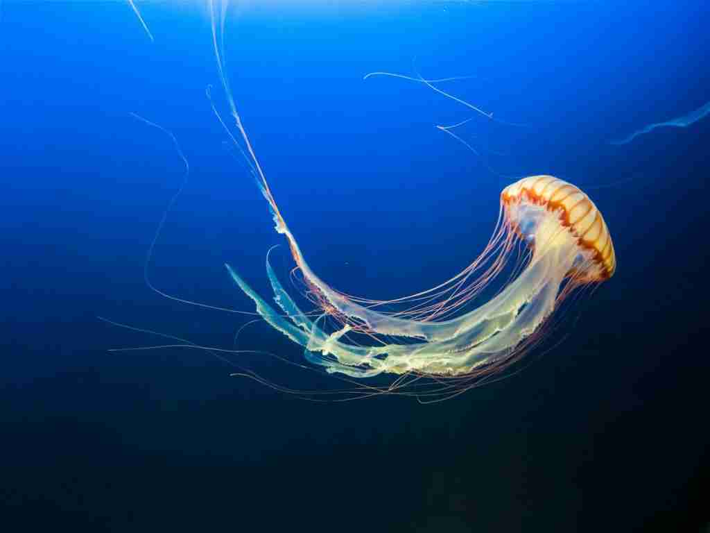 photo of brown jellyfish