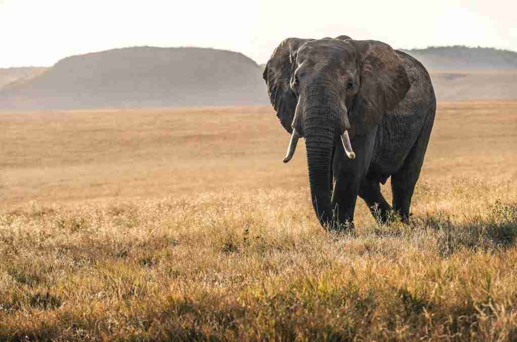 Discover fascinating fun facts about animals with this captivating image of an elephant in day time on a grass walking