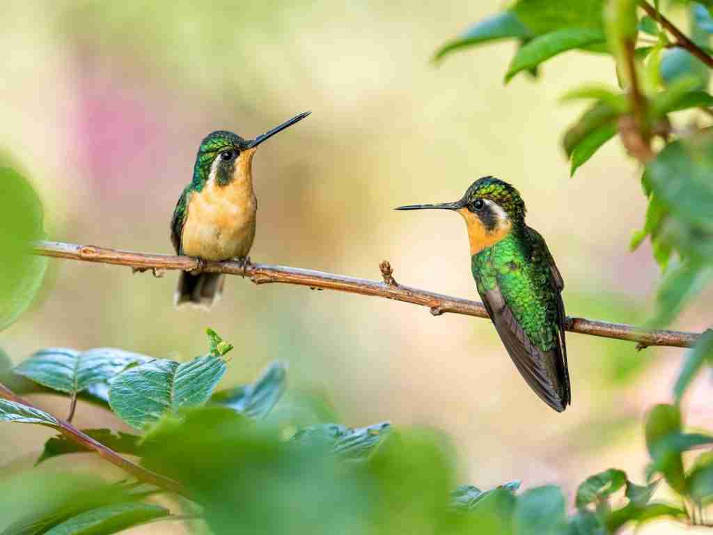 green and brown humming bird : Fun Facts About Arizona