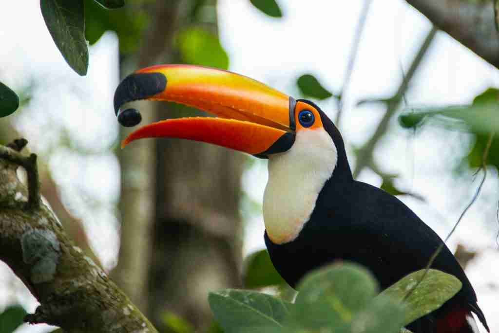 A colorful toucan perched on a tree branch, ready to reveal its secrets. Learn interesting facts about toucans.