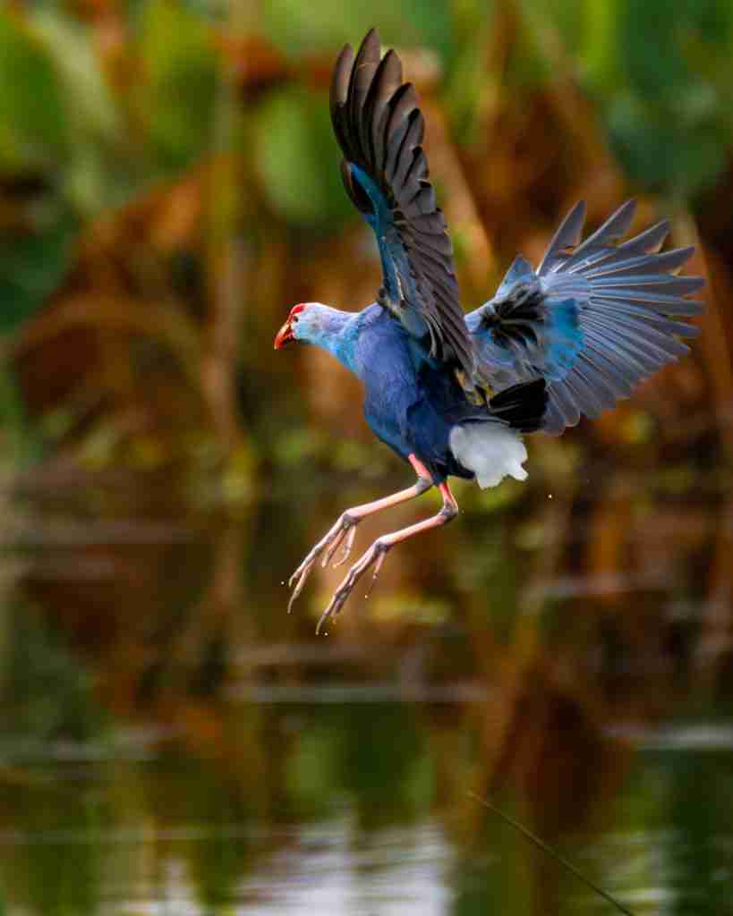 Blue Hen Chicken