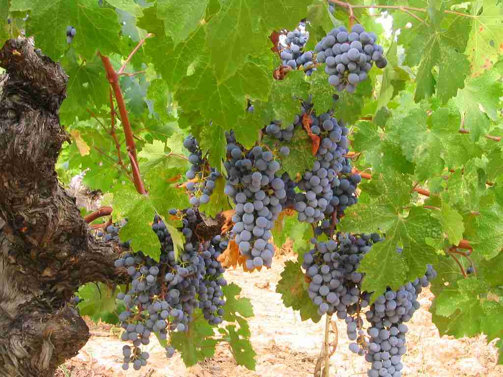 Purple wine grapes hanging from vines with lush green leaves: Explore Fun Facts About Grapes.