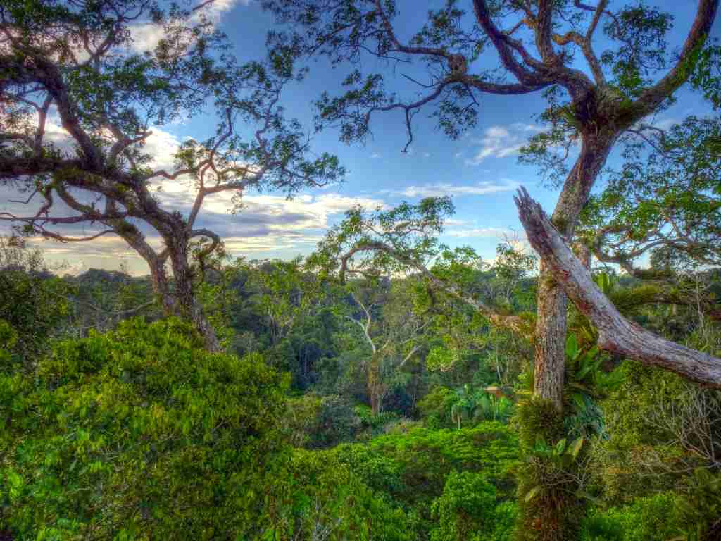 Yasuni National Park